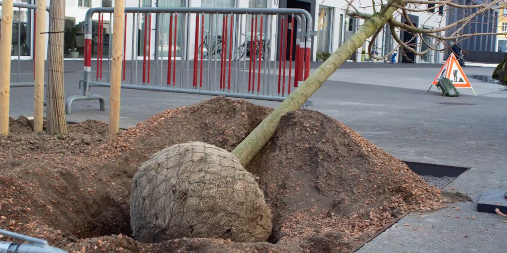 NIKIN pflanzt MeilensteinBaum in Lenzburg