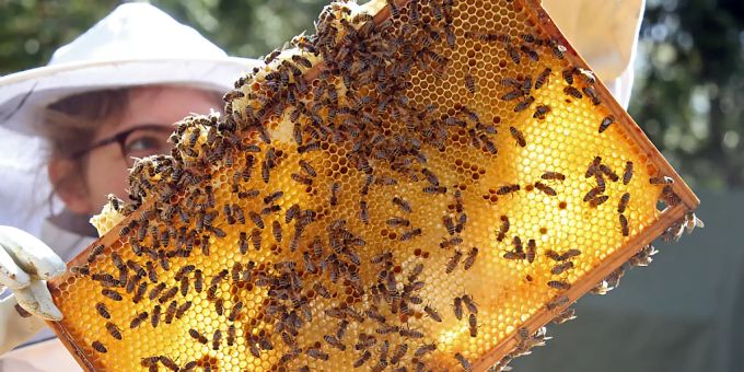 Mehr als ein Siebtel der Bienenvölker überlebten den Schweizer Winter nicht. (Archivbild) bienen imker