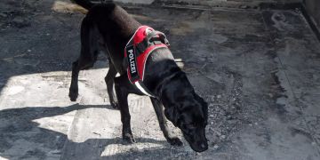 Brandspürmittelhund Balu vom Oembergermoor