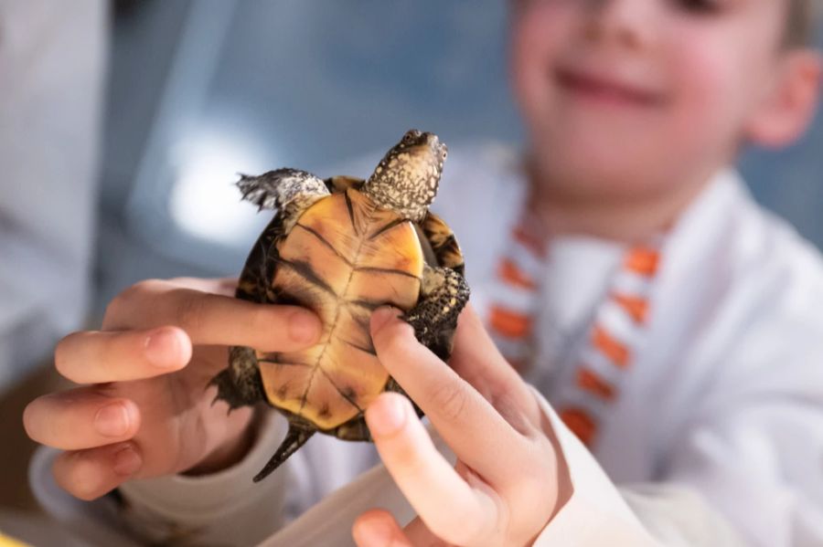 Auch andere Tiere bekommen gerne mal witzige Namen – eine Tierärztin erinnert sich an eine liebestolle Schildkröte namens Popeye. (Symbolbild)