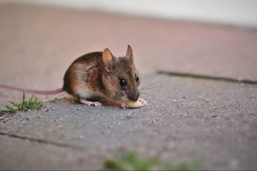 Fühlen sich in der Berner Altstadt wohl: Mäuse. (Symbolbild)