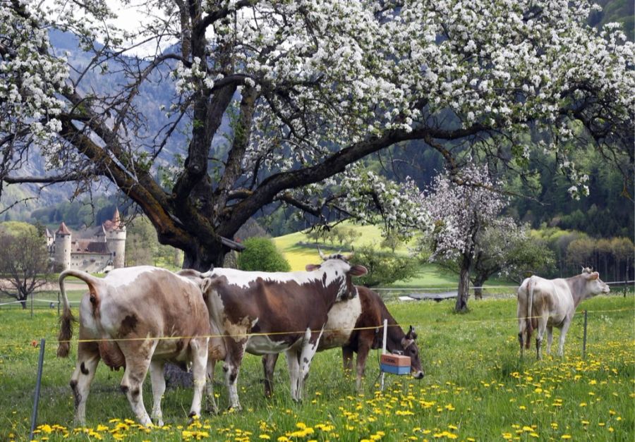 Doof nur, wenn durch die Wasserstelle ein Elektrozaun hängt. In Widnau SG soll aber genau das der Fall sein. (Smybolbild)