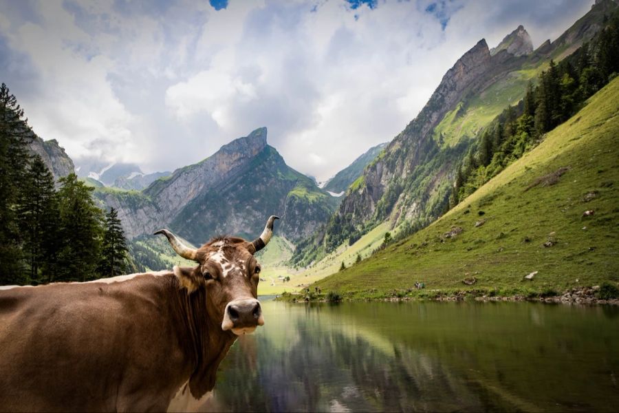 Wiese Kuh Schweiz