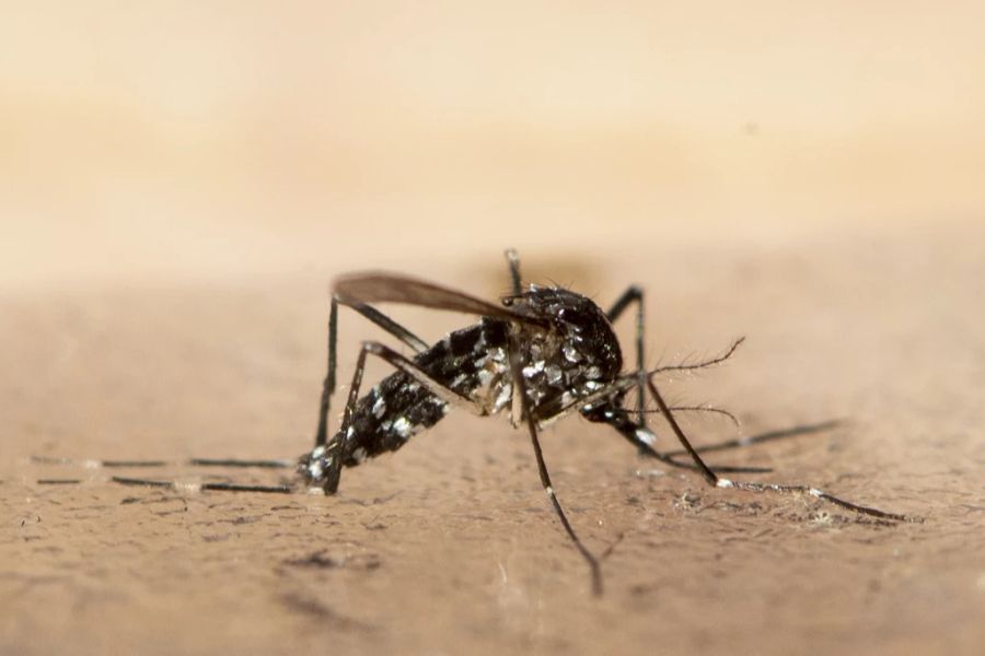 Die Tigermücke kann gefährliche Tropenkrankheiten wie  Dengue oder das Zika-Virus übertragen.