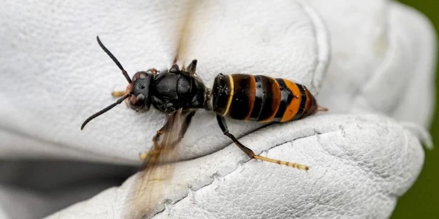 Die Asiatische Hornisse bedroht die Schweizer Bienenvölker.