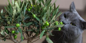 Katzen Pflanze