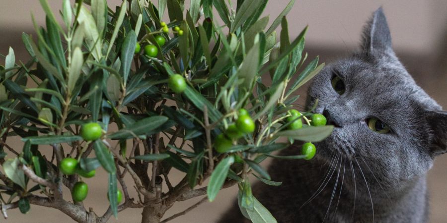Katzen Pflanze