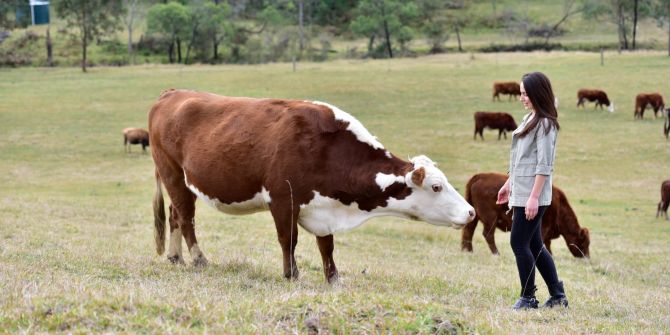 Tierschutz Frau Kuh