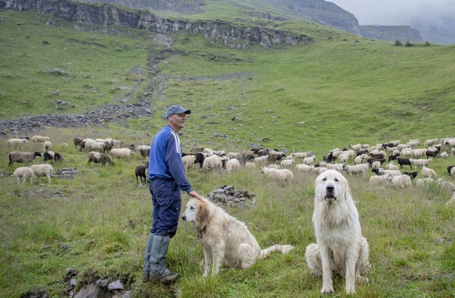 herdenhunde