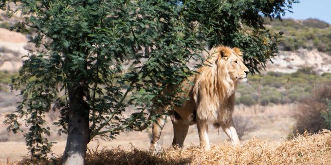 Einer der geretteten Löwen in seinem neuen Zuhause, dem Grosskatzenschutzzentrum LIONSROCK in Südafrika. Tierschutz