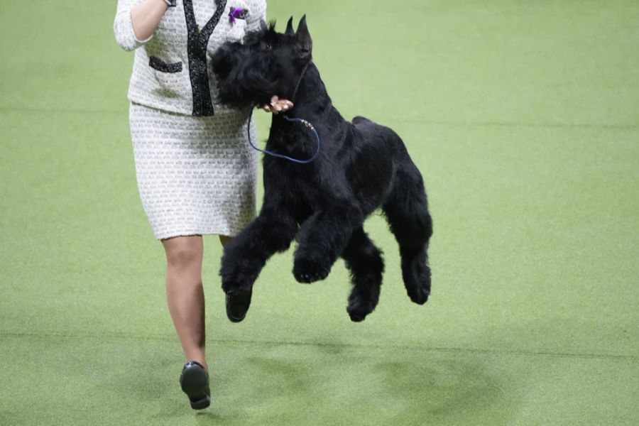 Ein Riesenschnauzer an der Westminster Dog Show 2023. Diese Rasse gilt als intelligent, loyal und sehr belastbar, können allerdings ungestüm sein, insbesondere gegenüber Kindern.