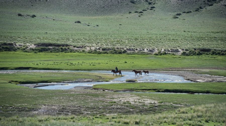 gazelle
