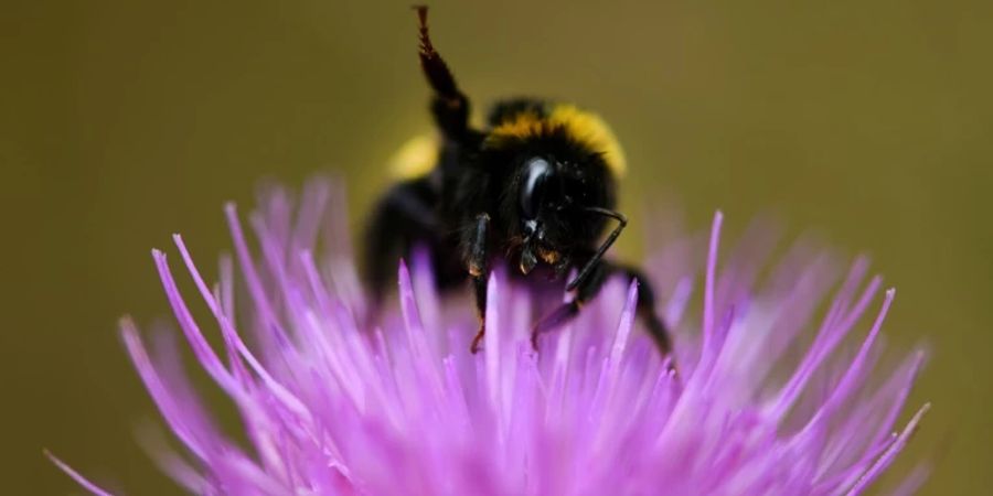 Hummel sammelt Pollen ein