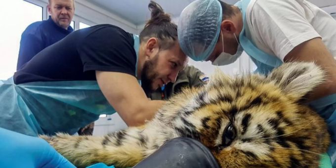 Das Tiger-Baby bei der Operation Tiger