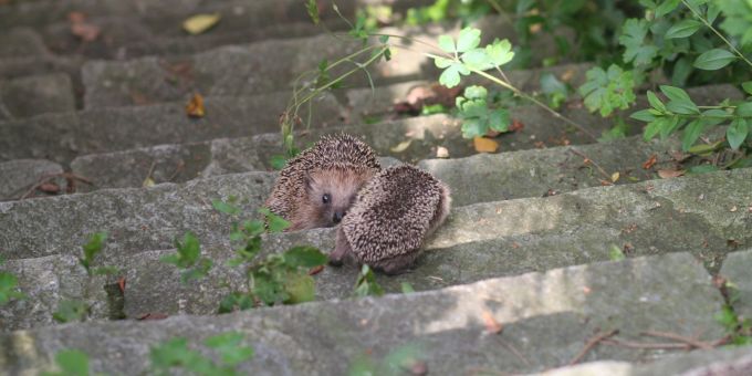 Für kleine Igel sind selbst Treppen schwer überwindbare Hindernisse.
