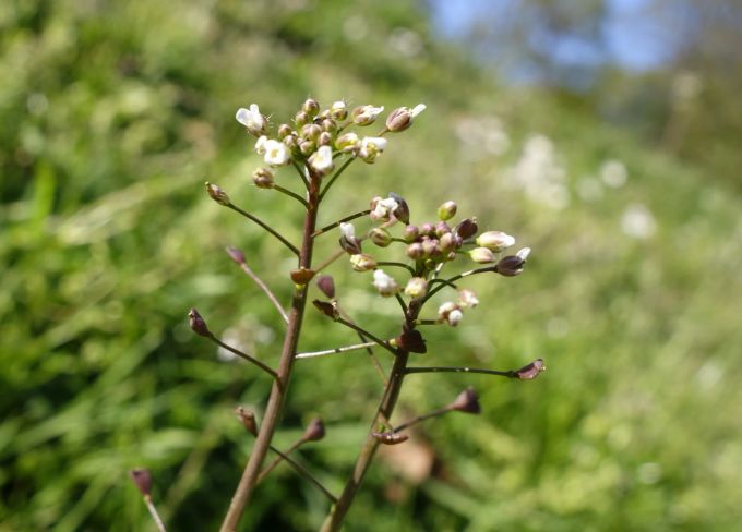 Für die einen Unkraut, für die Insekten wichtige Nahrungsquelle: das Hirtentäschel (Capsella bursa-pastoris). Blüten weiss klein Kraut