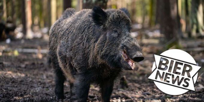 Wildpark reagiert - Wildschwein «Putin» wechselt den Namen