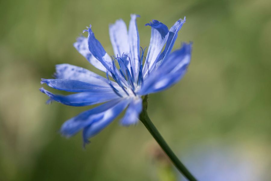 Blüte blau Wegwarte Stängel