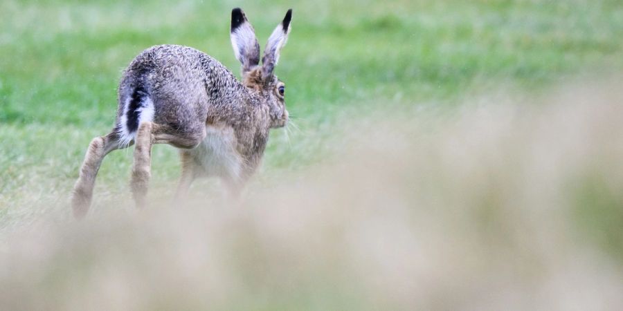 Auf Deutschlands Feldern tummeln sich immer mehr Feldhasen. Im Frühjahr 2021 waren es im Schnitt 16 Tiere pro Quadratkilometer, wie der Deutsche Jagdverband (DJV) mitteilte.