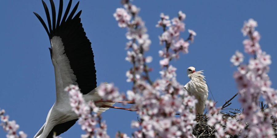 Hinter einem blühenden Mandelbaum im hessischen Bensheim startet ein Storch aus seinem Nest.