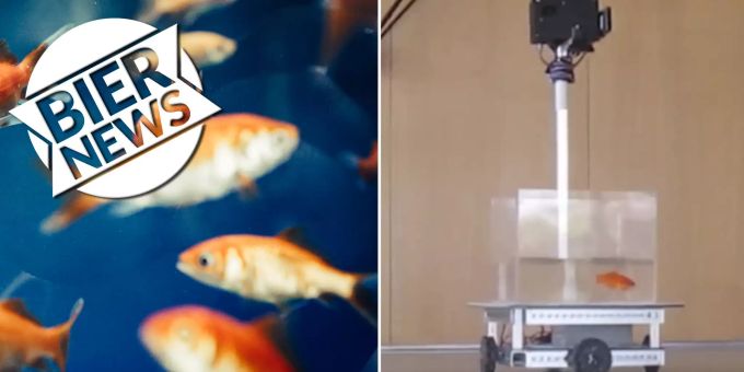 In zehn Tagen - Goldfische werden in Israel zu Profis im Autofahren