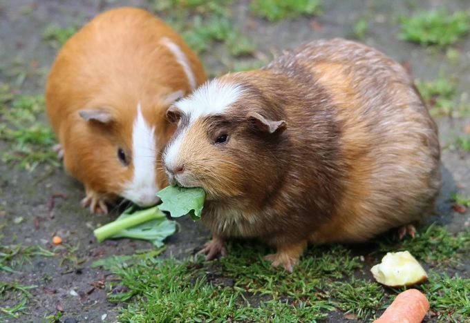 In Spanien werden Meerschweinchen und andere Haustiere bei einem Scheidungsprozess nicht mehr als Sachen angesehen. Spanien