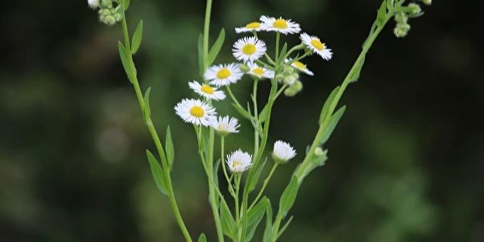 Das Einjährige Berufkraut (Erigeron annuus). Symbolbild