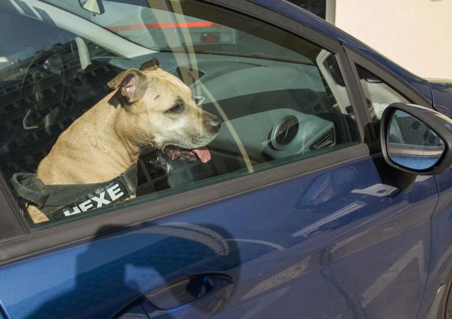 Hund im Auto