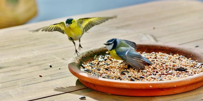 Vogelfutter Teller Meisen Anflug