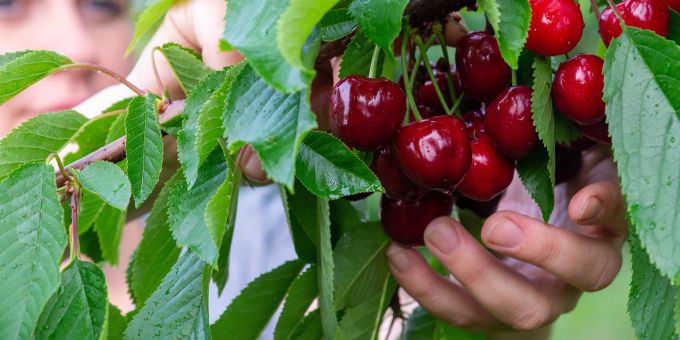 Wer die Kirschen aus dem Garten vor Maden schützen möchte, kann mit feinmaschigen Netzen und gelben Klebefallen arbeiten. Oder gleich zu einer früheren Sorte greifen. Kirsche Blatt Hand Ernte