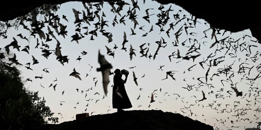 Fledermäuse tragen viele Viren in sich