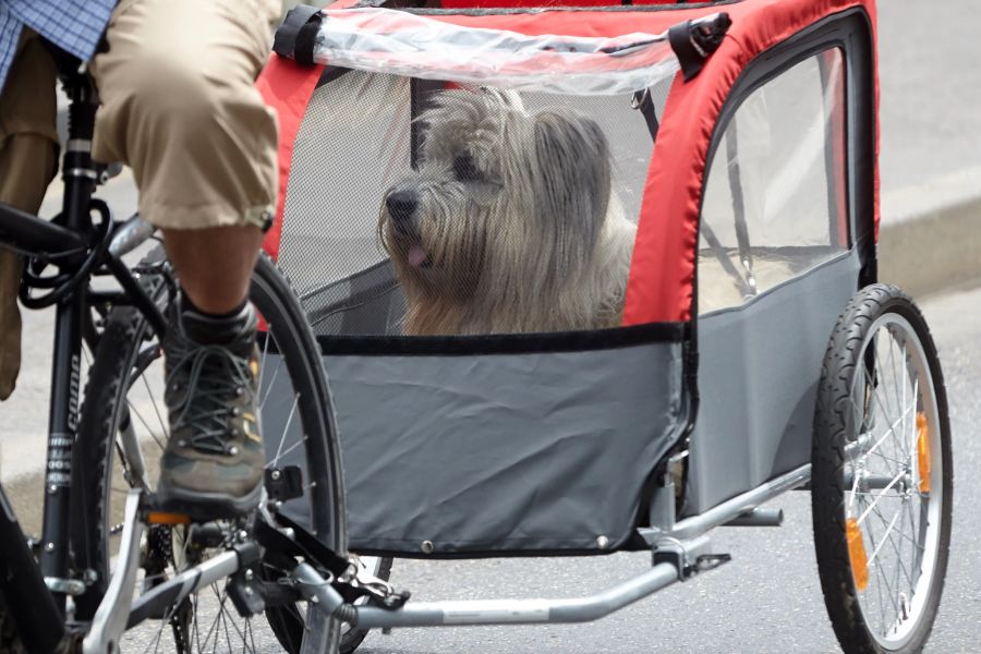 Velo Anhänger Hund Strasse