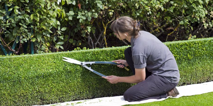 Frau Gartenschere Hecke Buchsbaum