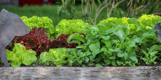 Salat Gemüse Lollo Rosso