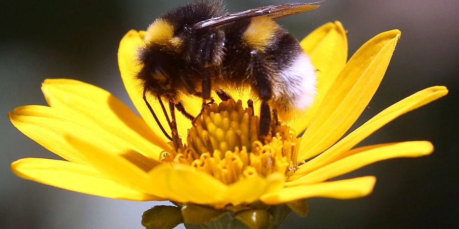 Nektar sammeln für den Wintervorrat: Eine Erdhummel auf der Blüte einer Stauden-Sonnenblume.