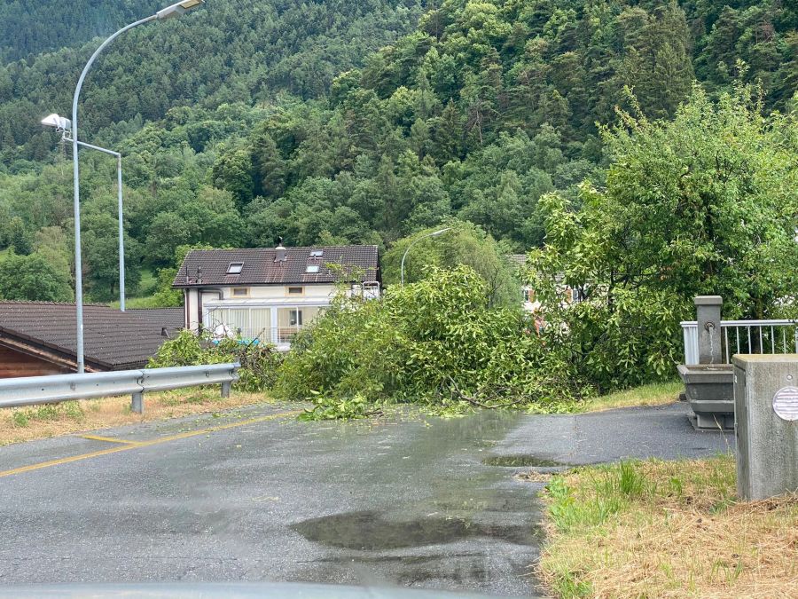 In Leuk VS stürzte wegen dem Unwetter ein Nussbaum auf die Strasse.