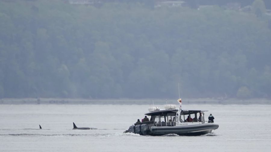 Die Orcas haben nahe der spanischen und portugiesischen Küste schon Dutzende Boote attackiert. Abgebildet: Whale-Watcher auf einem Schiff nahe Washington, USA.