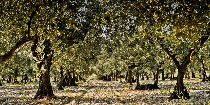 Wie ein Kenner beim Wein sollte man sich auch um Informationen rund um das Olivenöl-Produkt bemühen. Das beginnt beim Erzeuger, der Lage und der Olivensorte. Hier zu sehen ist der Olivenhain Trappeto di Caprafico in Abruzzen. Olivenhain Bäume Feld Steine Schatten