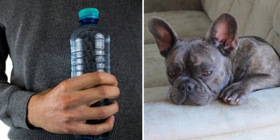 Hund Leitungswasser Wasser Flasche