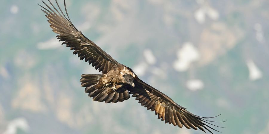 Junger Bartgeier bei Erstflug