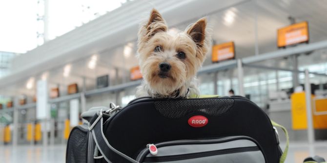 Hund Abflughalle Tasche Lufthansa