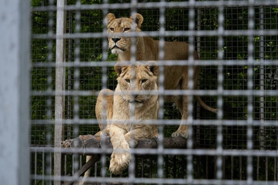 Zwei Löwinnen betrachten die Besucher des Zoos in Mariupol, einem Gebiet unter der Regierung der Volksrepublik Donezk im Osten der Ukraine, Mittwoch, 18. Mai 2022.