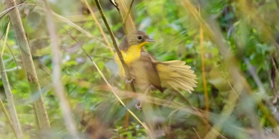 Im Tessin ist ein Weiden-Gelbkehlchen gesichtet worden. Die Vogelart lebt in Nordamerika und überwintert für gewöhnlich auf den Azoren.