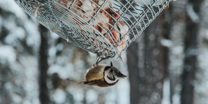 Vögel brauchen im Winter vielerorts Futter von uns, um zu überleben. Vogel Gitter Futter Winter