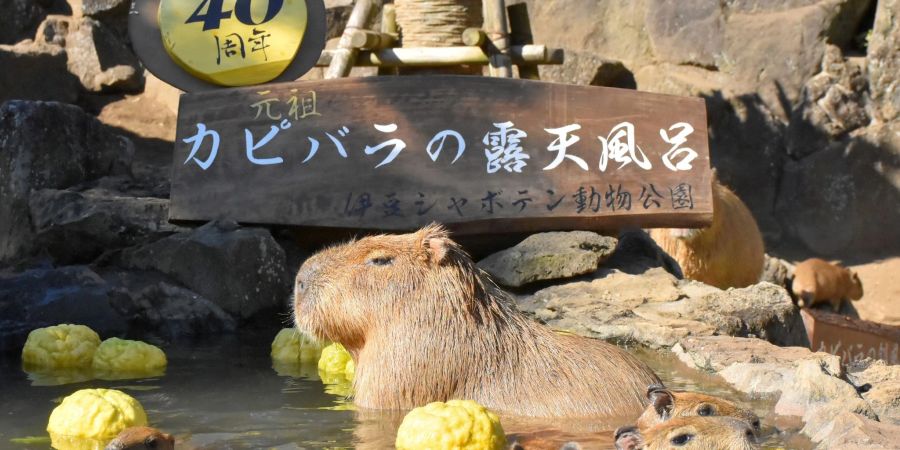 Wasserschweine im heissen Bad des Zoo Izu Shaboten.