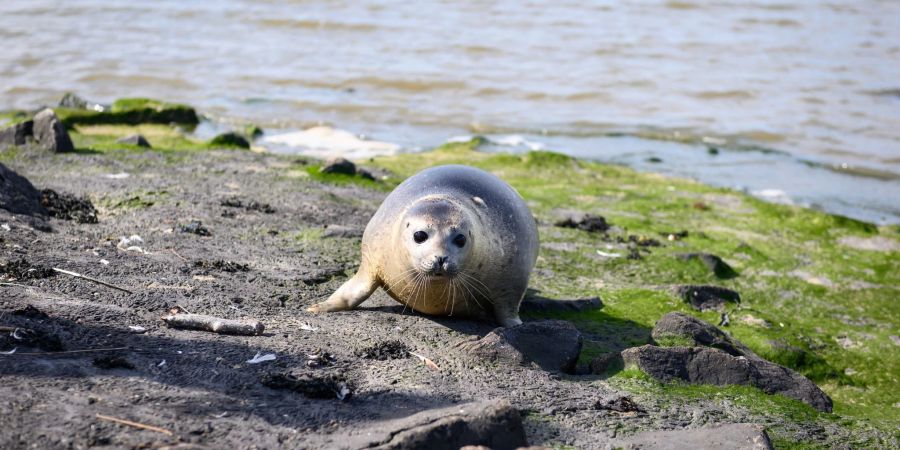 Der frisch ausgewilderte Seehund Paul liegt am Ufer.