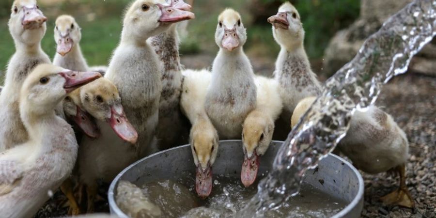 Trinkwasser - wichtig auch für Entenküken