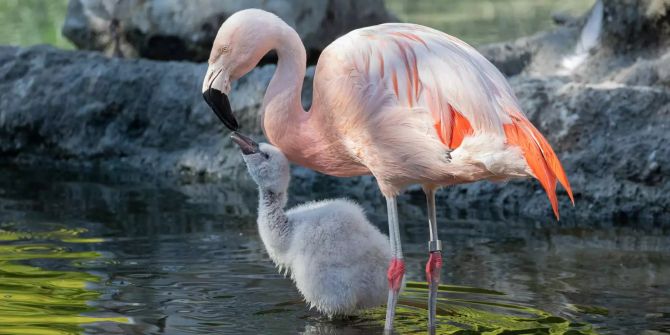 Zoo Zürich Flamingos