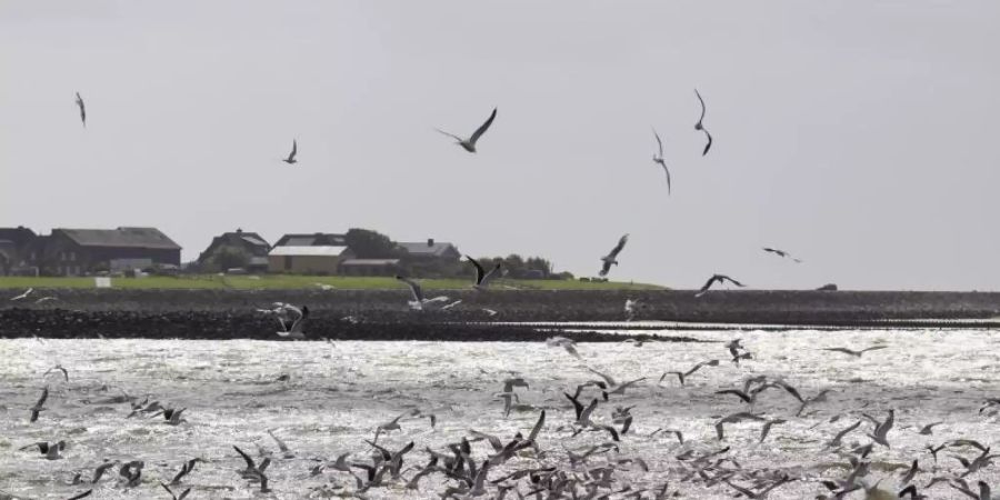 Laut einer neuen Studie entweicht Methan aus alten Bohrlöchern in der Nordsee. Foto: Frank Molter/dpa/Symbolbild