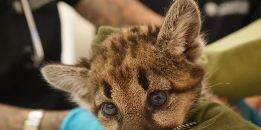 Ein verwaistes Berglöwen-Baby wird im Zoo von Oakland medizinisch versorgt. Die kleinen Raubtiere sind unverletzt, aber ihre Mutter ist bei einem Waldbrand ums Leben gekommen. Foto: Oakland Zoo/dpa